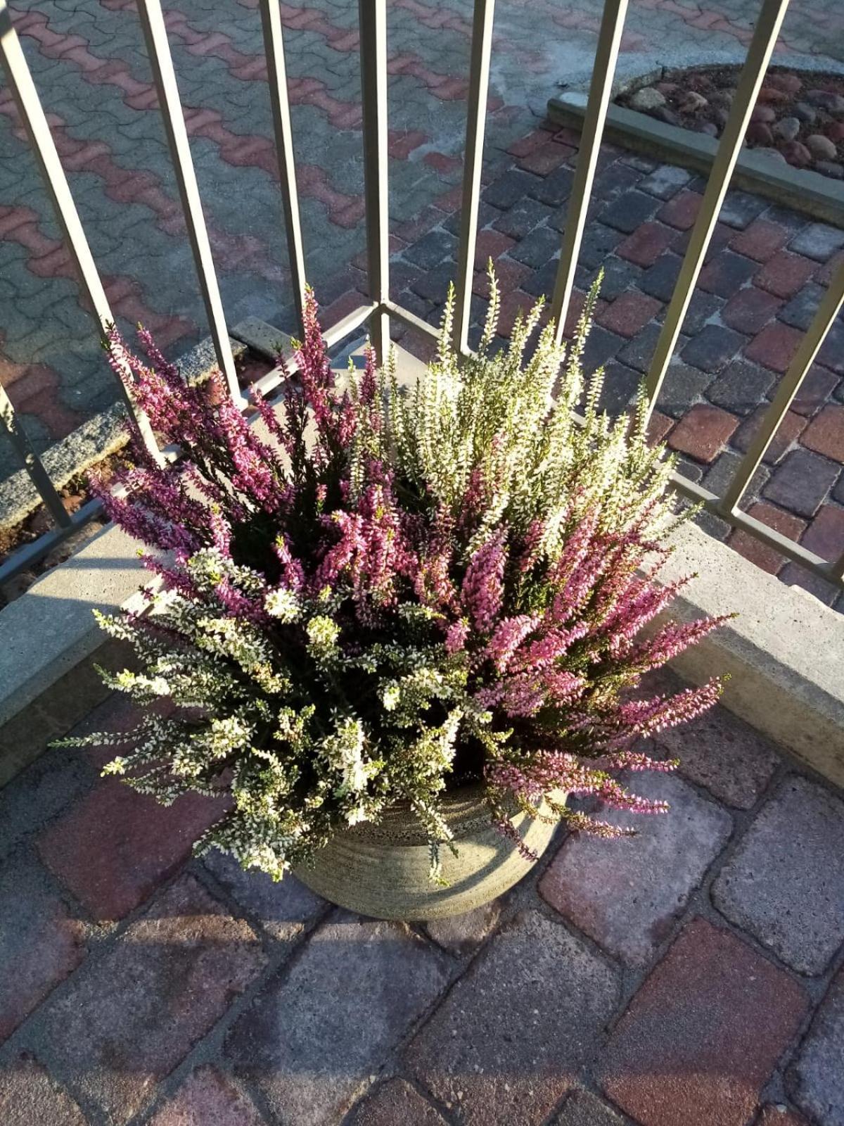 Bed and Breakfast Birgittagarden - Gaesthem - Birgittasystrarna Фалун Экстерьер фото